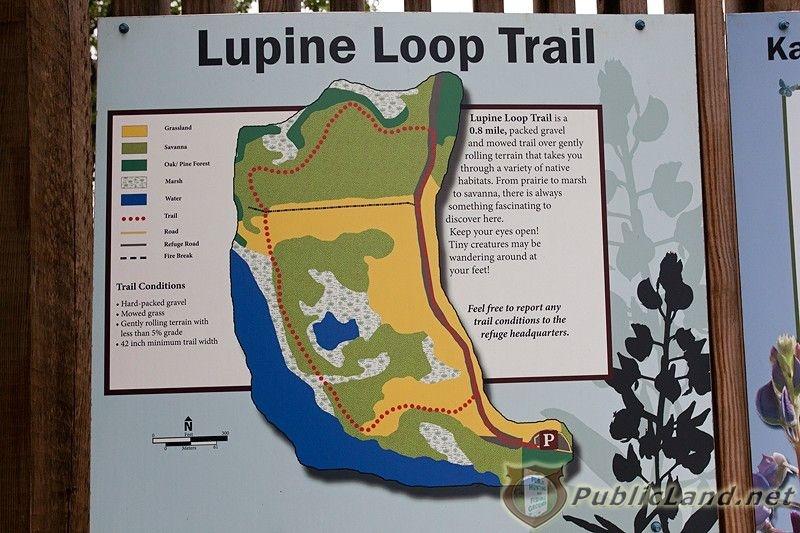 Lupine Trail Lupine Trail