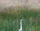 Wisconsin Egret