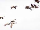 Flying Canadian Geese